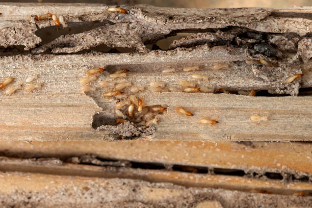 Best Local Pest Control Services  in Sprague, WV